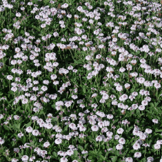 Des images de diff�rentes plantes